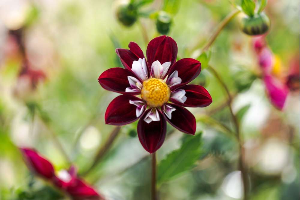 Dahlia 'Mary Evelyn'